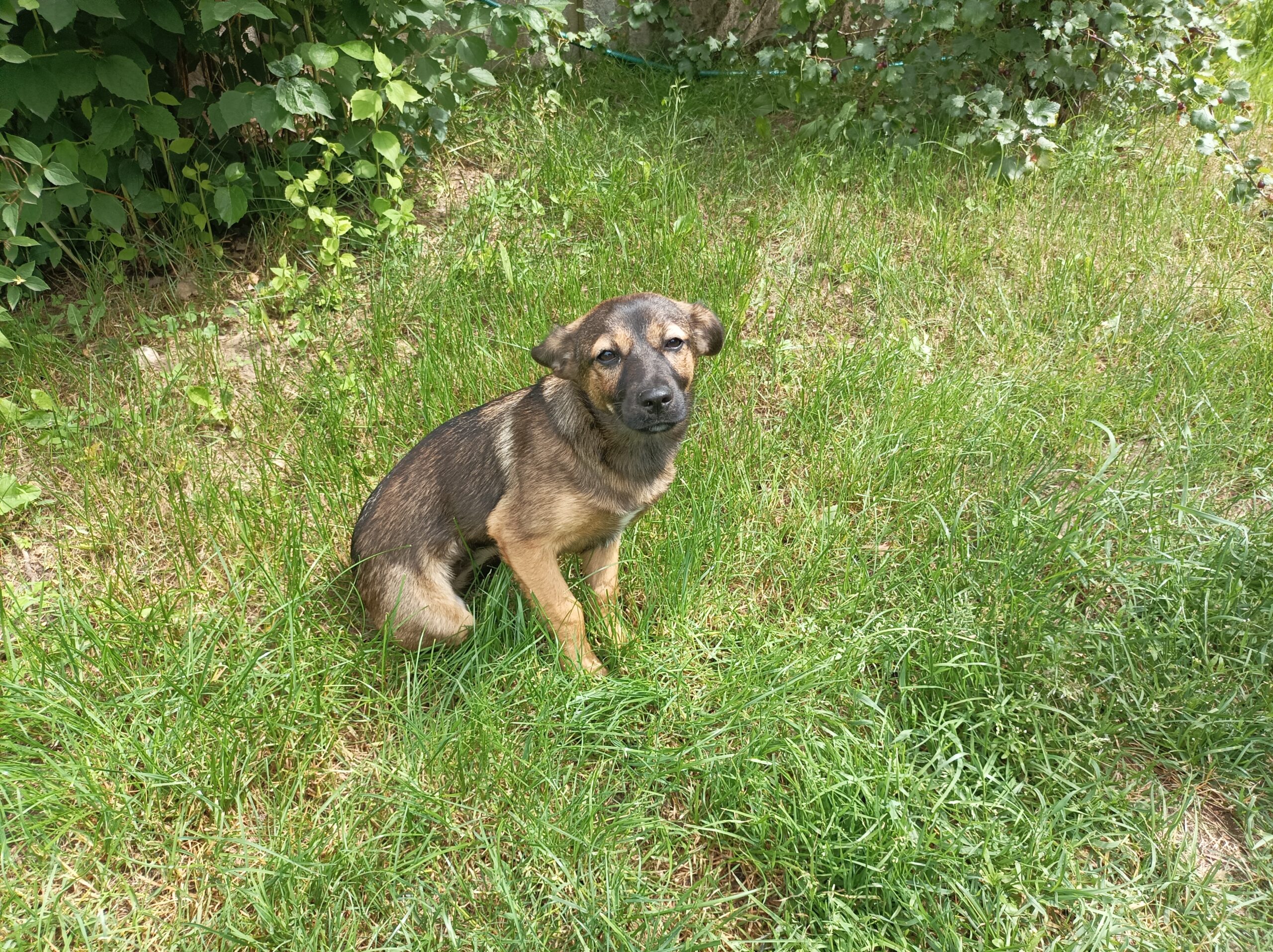 Gorąco zachęcamy do adopcji